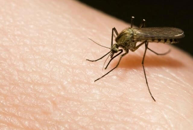 Как лечить укусы комаров и как их предупредить