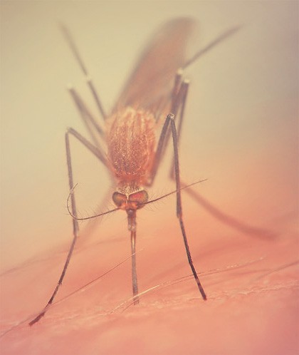 Как лечить укусы комаров и как их предупредить