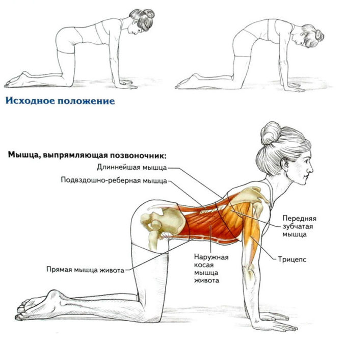 Эти упражнения укрепляют спину, снимают мышечное напряжение, дают ощущение бодрости и прилива жизненных сил.