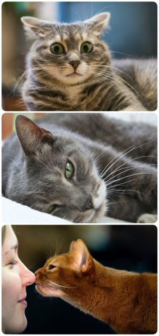 9 причин, почему нужно любить кота