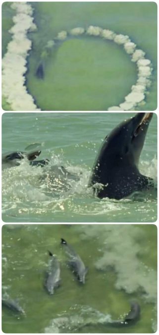 Дельфин делает круг из песка и замирает, а через секунды на камеру попадает странное