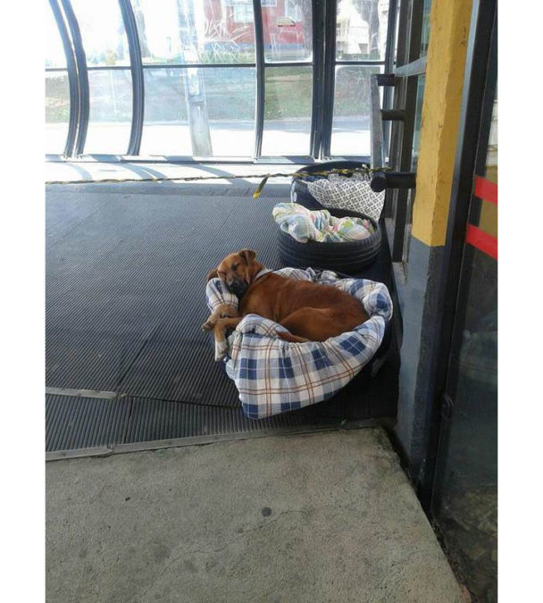 Автовокзал дает ночлег бездомным собакам и даже предоставляет каждой отдельную кровать