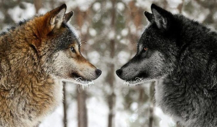 Мудрая притча про двух волков. Читается за 20 секунд, а запоминается на всю жизнь!