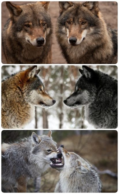 Мудрая притча про двух волков. Читается за 20 секунд, а запоминается на всю жизнь!