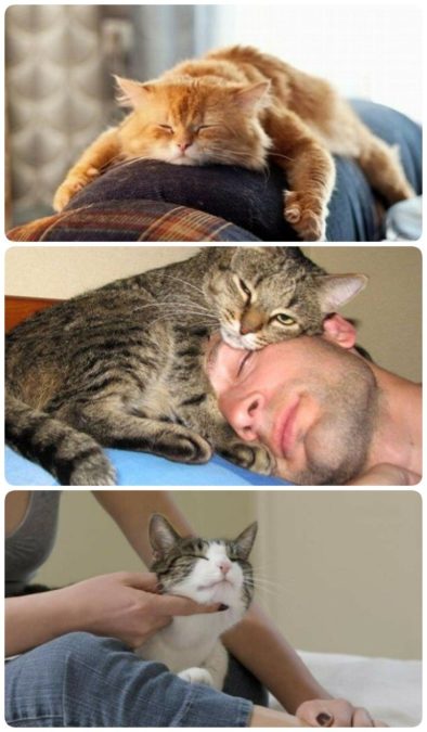 Как коты выражают свою любовь к хозяевам