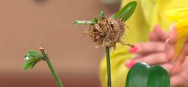Секреты рассадки орхидей: как превратить 1 растение в 100!