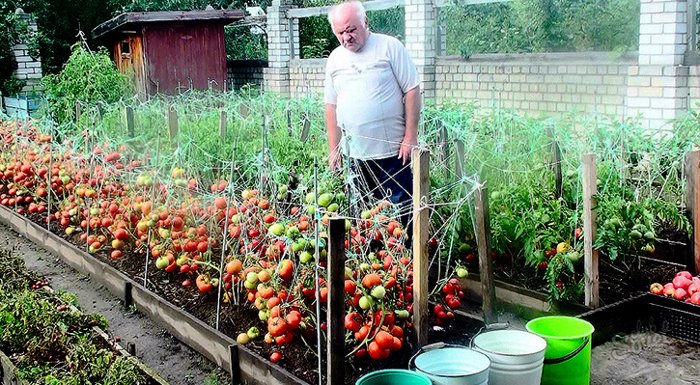 Дедовский рецепт для отменного урожая томатов