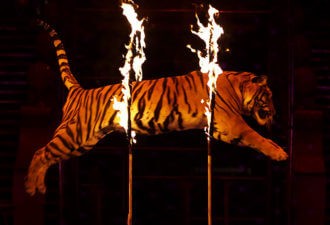 Италия проголосовала за закон о запрете использования всех животных в цирках и передвижных ярмарках…