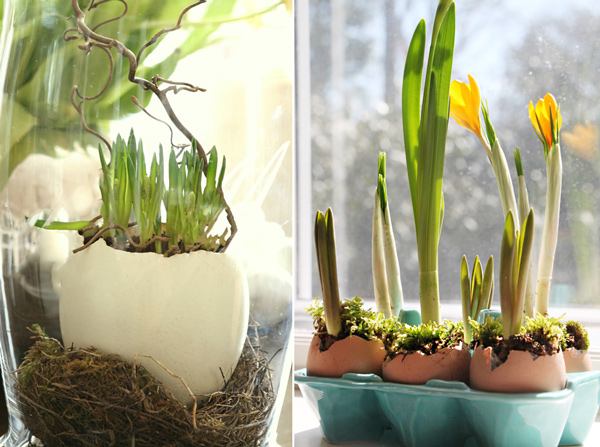 Зимой можно вырастить тюльпаны и нарциссы в вазе, в воде без почвы.