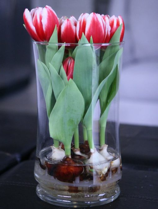 Зимой можно вырастить тюльпаны и нарциссы в вазе, в воде без почвы.
