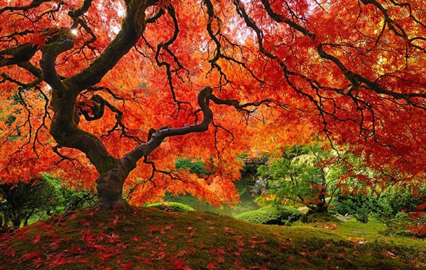 Деревья изумительной красоты