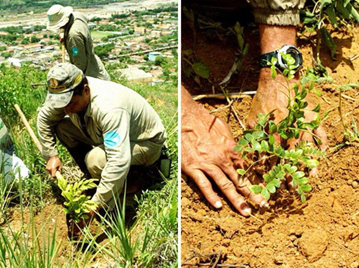 Бразильский фотограф высадил 2 миллиона деревьев за 20 лет