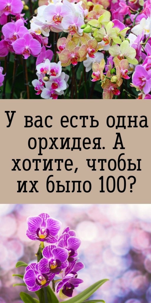 У вас есть одна орхидея. А хотите, чтобы их было 100?