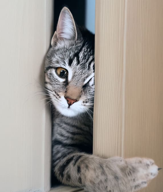 Кот Шредингера