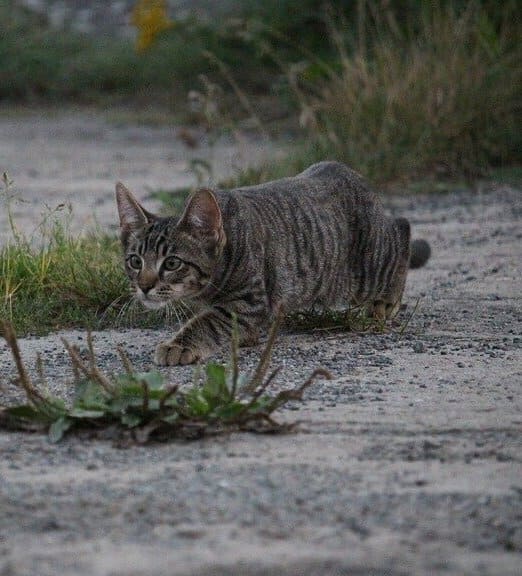 Кошка полгода старалась не попадаться на глаза людям! Но во время беременности сама пришла просить помощи