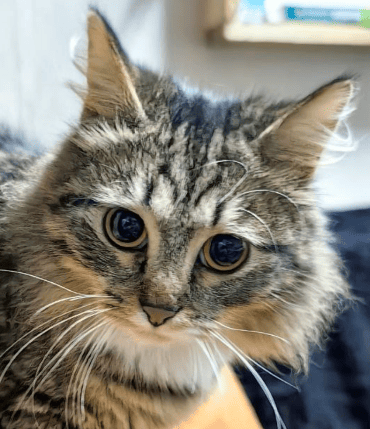— Обычная кошка, — говорил Антон, Но она смогла его удивить