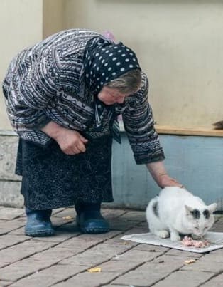 «Убери своих своих котов, достали!»: бабушка из моего подъезда кормила котов и нашла противников