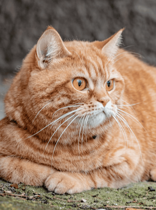 «Находчивый» кот