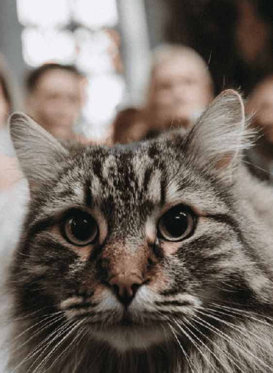 На свадьбу пришла кошка: церемония пошла не по плану