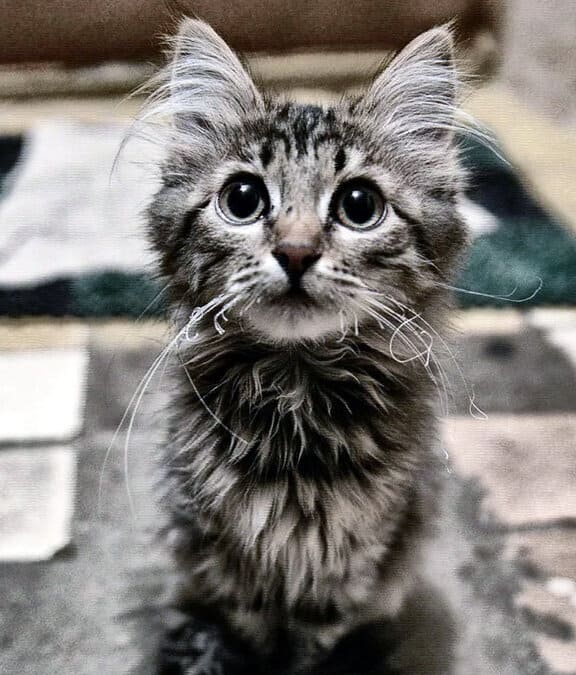 Первая любовь