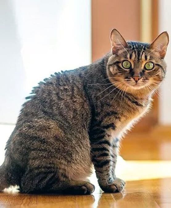 ТуфлЯ