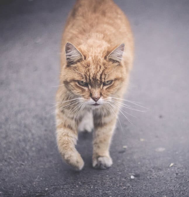 Участковый Рыбов