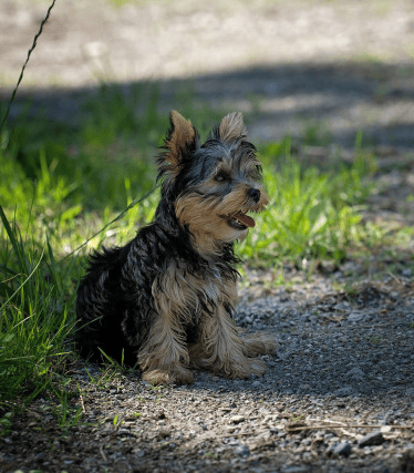 Собака в квадрате