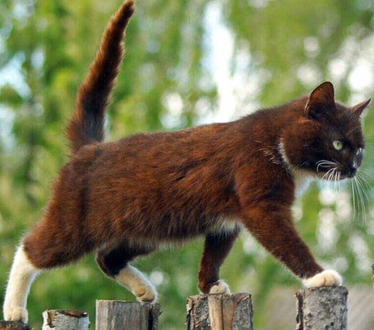 Случай с котом
