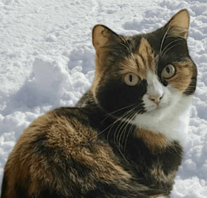 Кошка две недели не уходила от ворот! Хозяйка не ожидала увидеть ее
