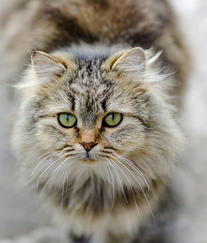 Мама, я же тебя просил