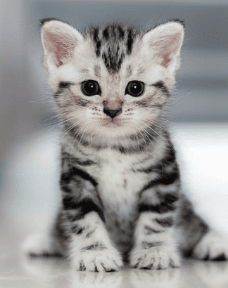 Кошачья честь