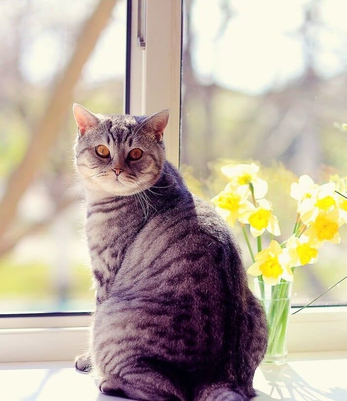 С котом в новую жизнь