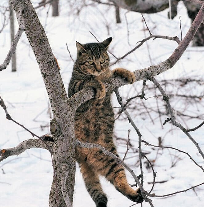 Новогодние истории! Васькина любовь