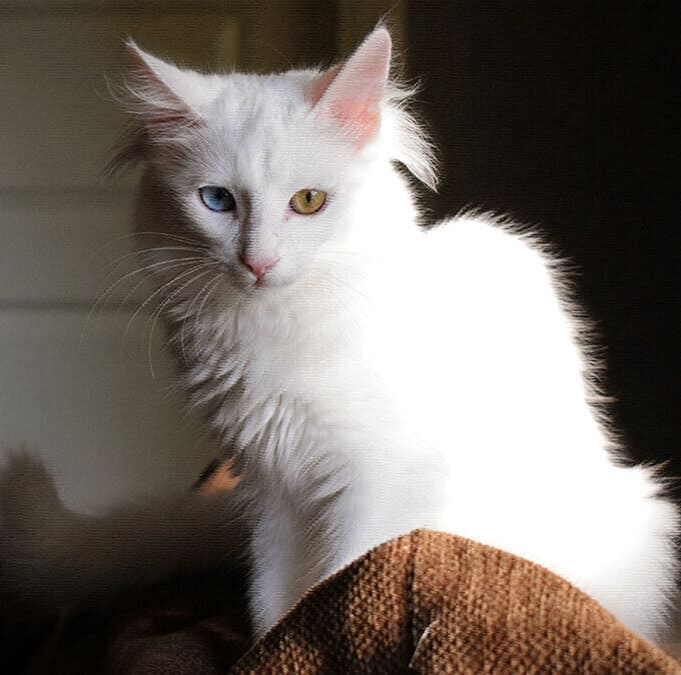 Это мой диван!