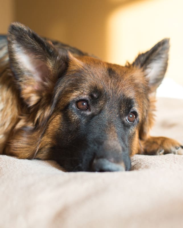 Если любишь, отпусти