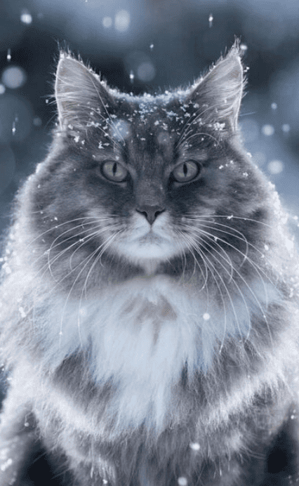 Кот пропал