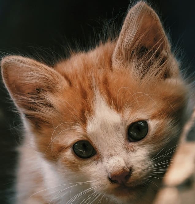 Не верю я в судьбу