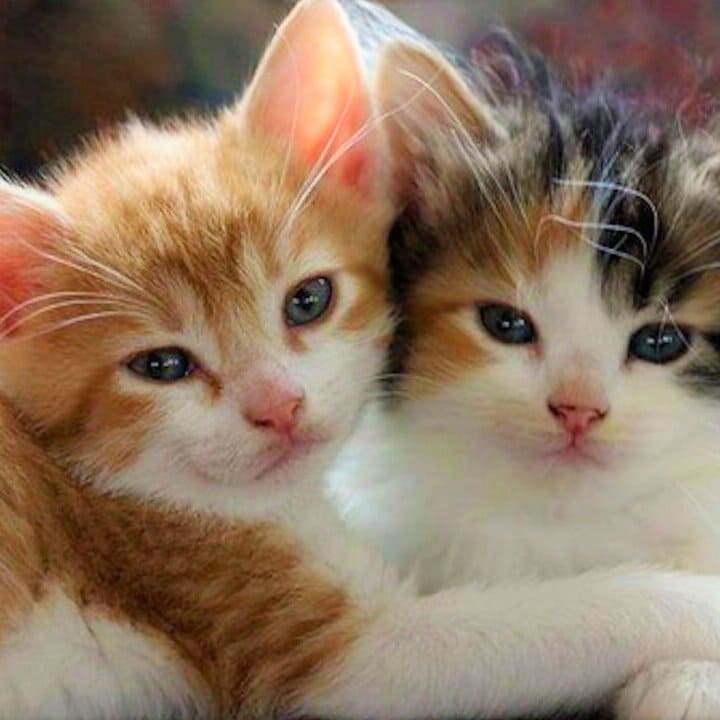 Котёнок на выбор