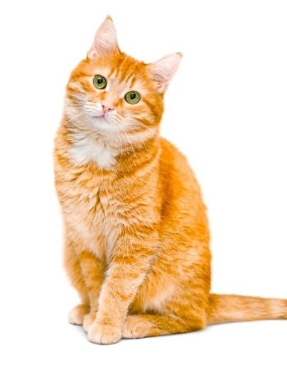 Кошачий дом