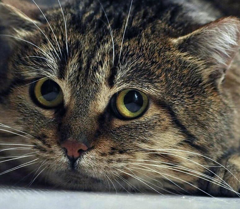 Демарш кота Пончика