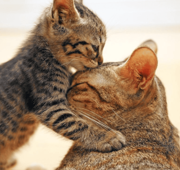Кошкины слёзы