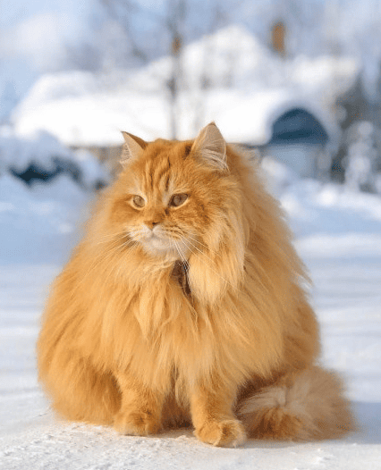Васька