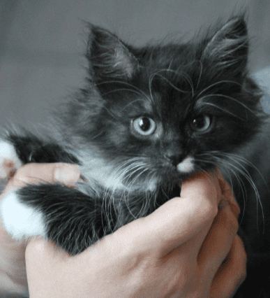 Чёрный кот с белыми отметинами