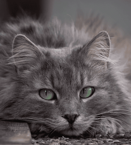 Кот раздора