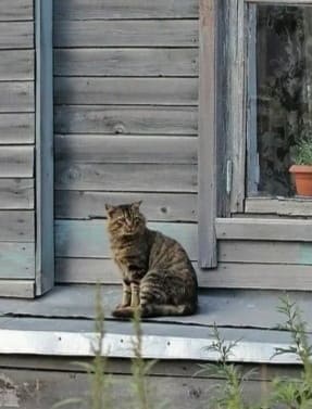 "Кот должен жить в этом доме, тогда вам будет счастье"! Дети по-разному поступили с завещанием матери